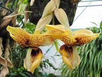 Jersey - Eric Young Orchid Foundation