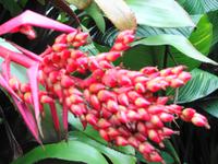 Jersey - Eric Young Orchid Foundation