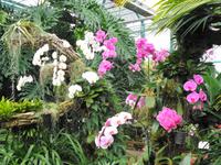 Jersey - Eric Young Orchid Foundation