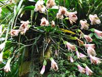 Jersey - Eric Young Orchid Foundation