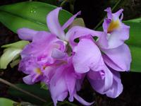 Jersey - Eric Young Orchid Foundation