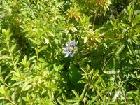 Insel Sark - Garten La Seigneurie 