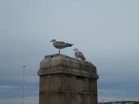 Jersey, St. Helier, Hafen