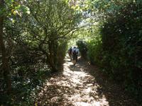 Sark, Küstenwanderung