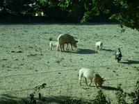 Jersey, glückliche Schweine