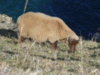Jersey, Devils Hole, Jersey Schafe