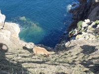 Jersey, Devils Hole, Jersey Schafe