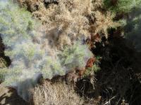 Jersey, Stechginster 