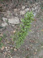 Guernsey, Küstenwanderung,