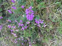 Jersey, Wanderung Nordküste, Glockenheide