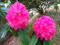 Jersey, Rhododendron 