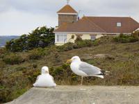 Jersey, am La Corbière Leuchtturm 