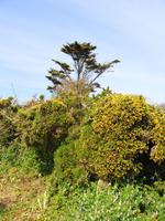 Guernsey, Küstenspaziergang