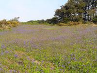 Guernsey, Küstenspaziergang, Blue Bells 