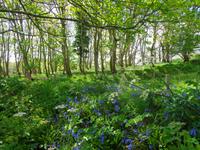 Sark, Bluebells