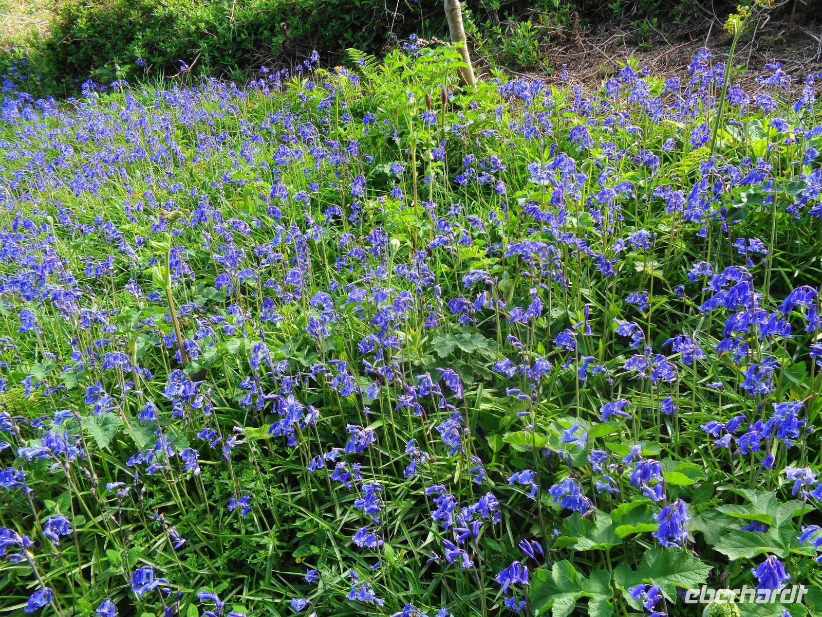 Sark, Bluebells 