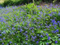 Sark, Bluebells 