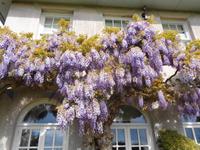 Jersey, Anwesen der Familie Lea