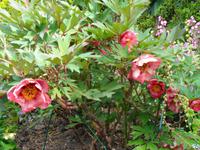 Jersey, Garten der Familie Lea