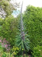 Jersey, Garten der Familie Lea