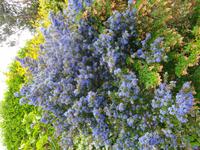 Jersey, Garten der Familie Lea