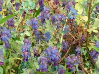 Jersey, Garten der Familie Lea