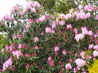 Jersey, Garten der Familie Lea