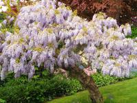 Jersey, Garten der Familie Lea