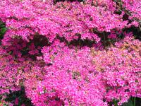 Jersey, Garten der Familie Lea