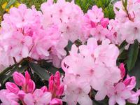 Jersey, Garten der Familie Lea