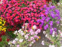 Jersey, Garten der Familie Skinner