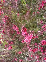 Jersey, Garten der Familie Skinner