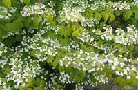 Jersey, Garten der Familie Skinner