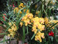 Jersey, Eric Young Orchid Foundation