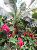 Jersey, Eric Young Orchid Foundation