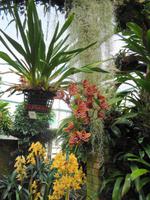 Jersey, Eric Young Orchid Foundation