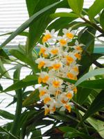 Jersey, Eric Young Orchid Foundation