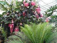 Jersey, Eric Young Orchid Foundation