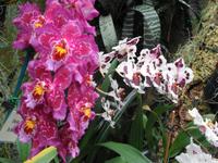 Jersey, Eric Young Orchid Foundation