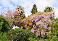Jersey, Garten der Familie Lea