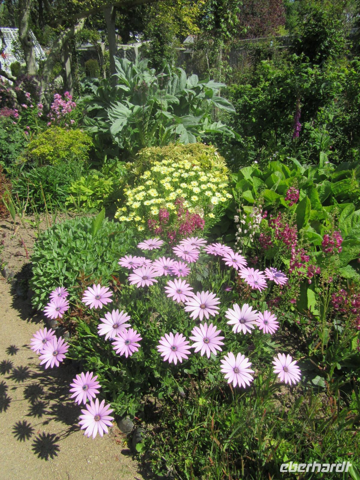 Frühling in den Seigneurie Gärten - Insel Sark
