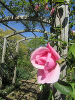 Sark - Seigneurie Garten