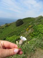 immer wieder bleiben wir stehen - die Blumen sind einfach zu schön
