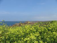 Weiterfahrt entlang der Küste - überseht von Senfblumen