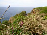 Jersey, Küstenwanderung vom Grosnez Castle zum Devil's Hole