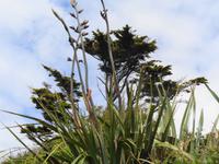 Guernsey, Küstenspaziergang 