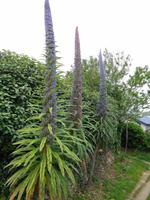 Guernsey, Küstenspaziergang 