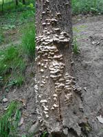 Jersey, Küstenwanderung von der Bonne Nuit Bay zur Rozel Bay 