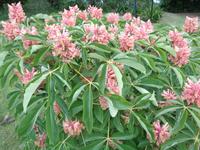 im Garten von Mrs. Lea