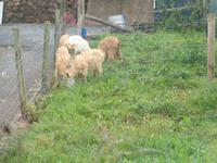 Guernsey Golden goats